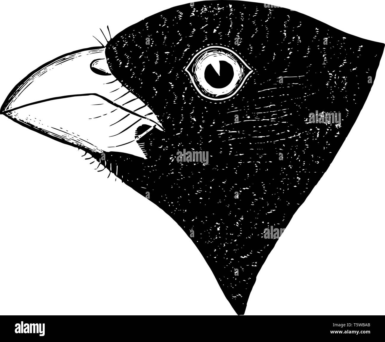 Song Grosbeak Bill extremely heavy with the lower mandible vintage line drawing or engraving illustration. Stock Vector