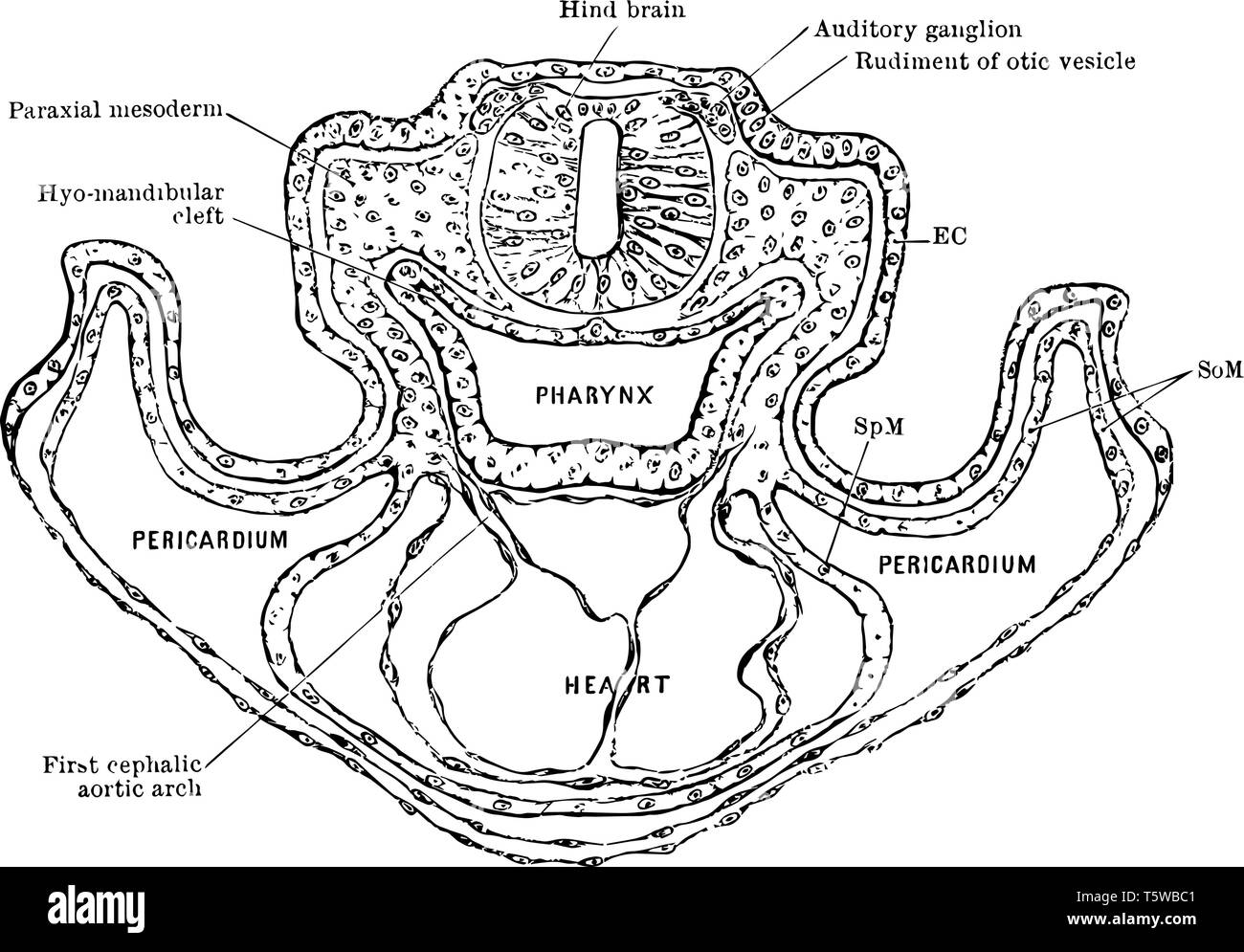 Transverse Section of a Rat Embryo showing relation of the paraxial mesoderm of the head to the lateral plates vintage line drawing or engraving illus Stock Vector