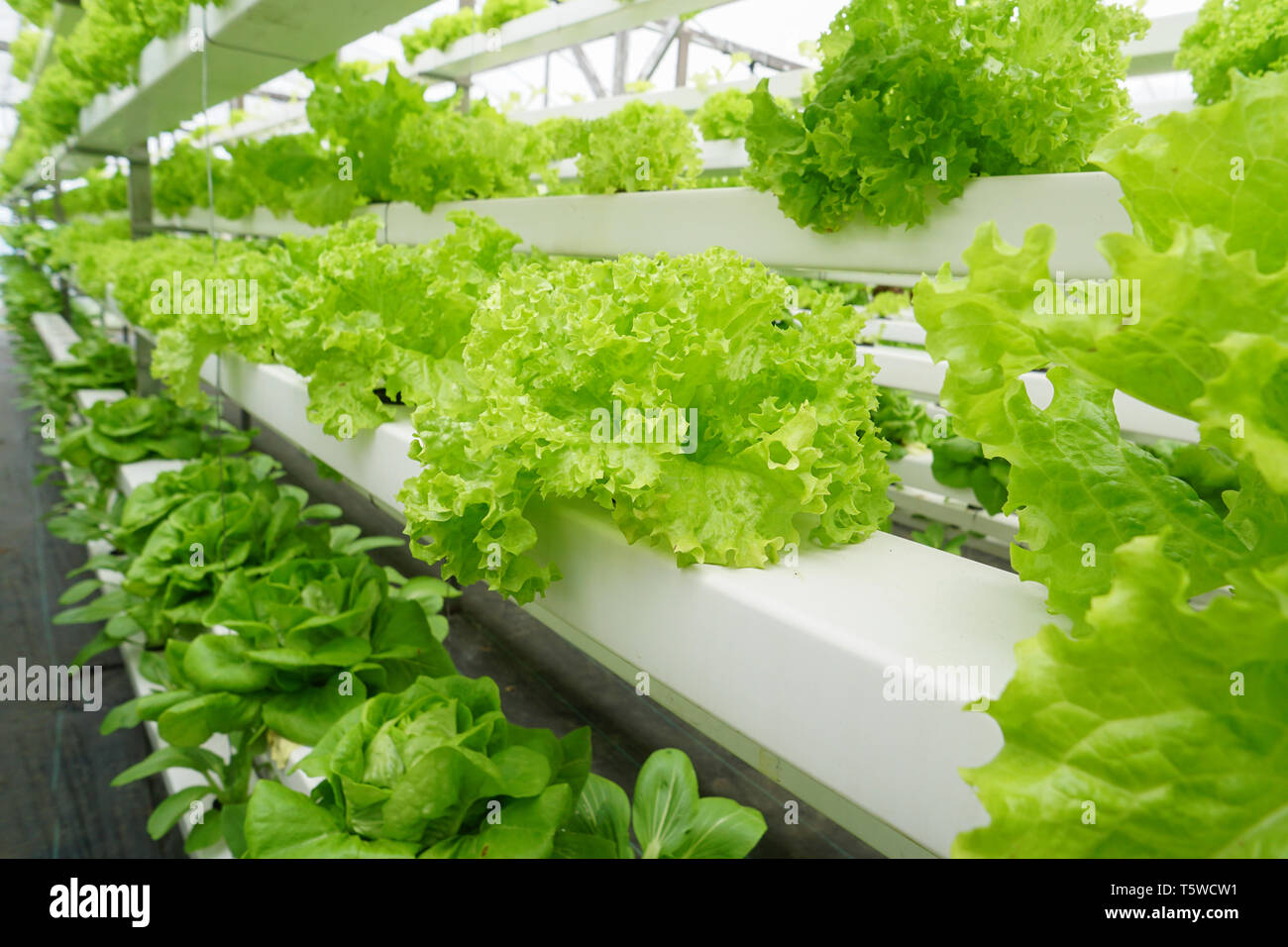 Fresh organic vegetable grown using aquaponic or hydroponic farming