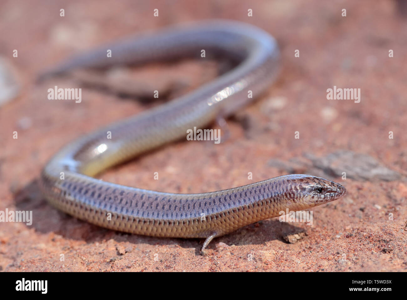 Eastern Robust Slider Stock Photo