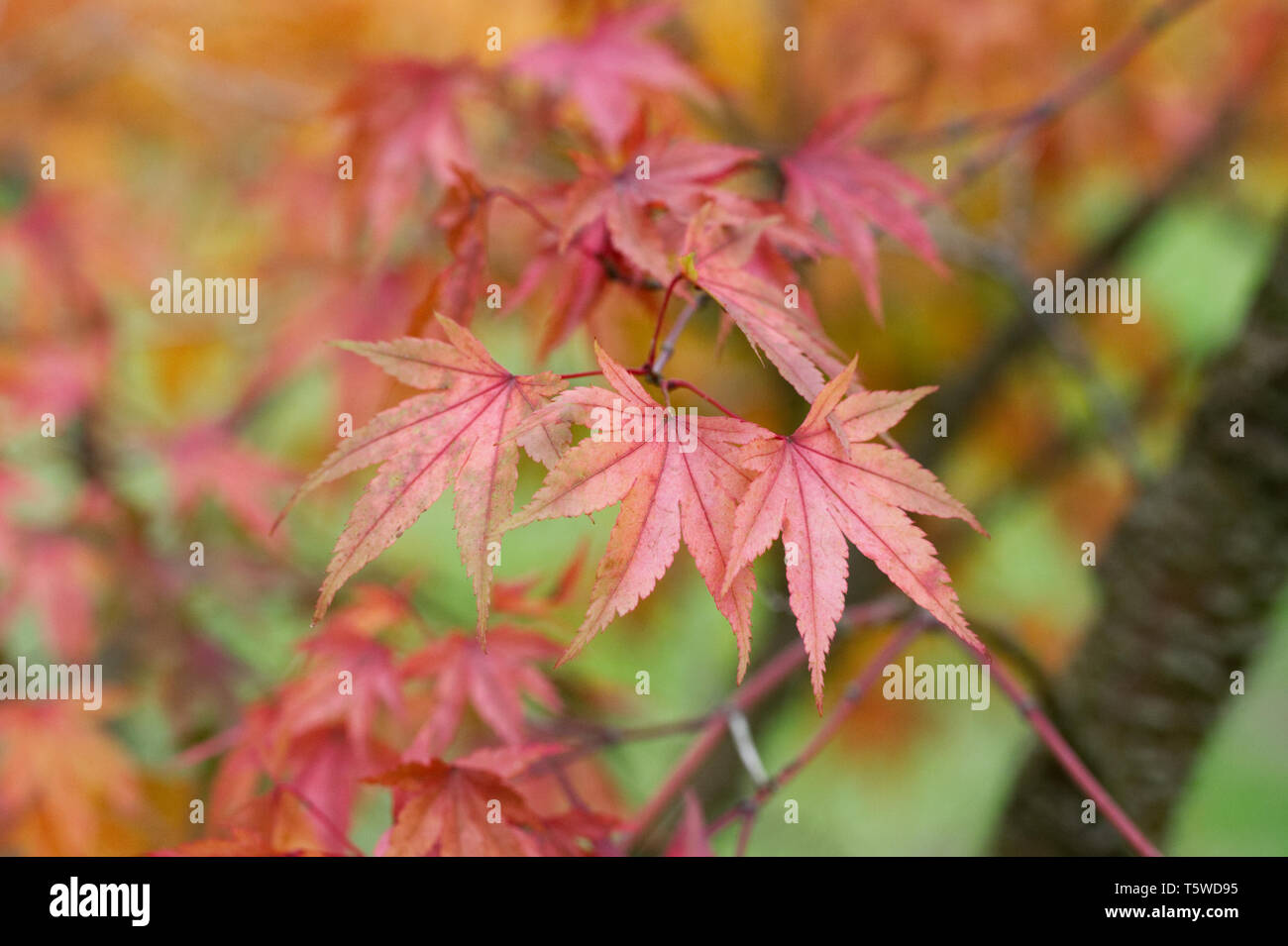 Acer palmatum 'Arakawa' leaves in Autumn. Stock Photo