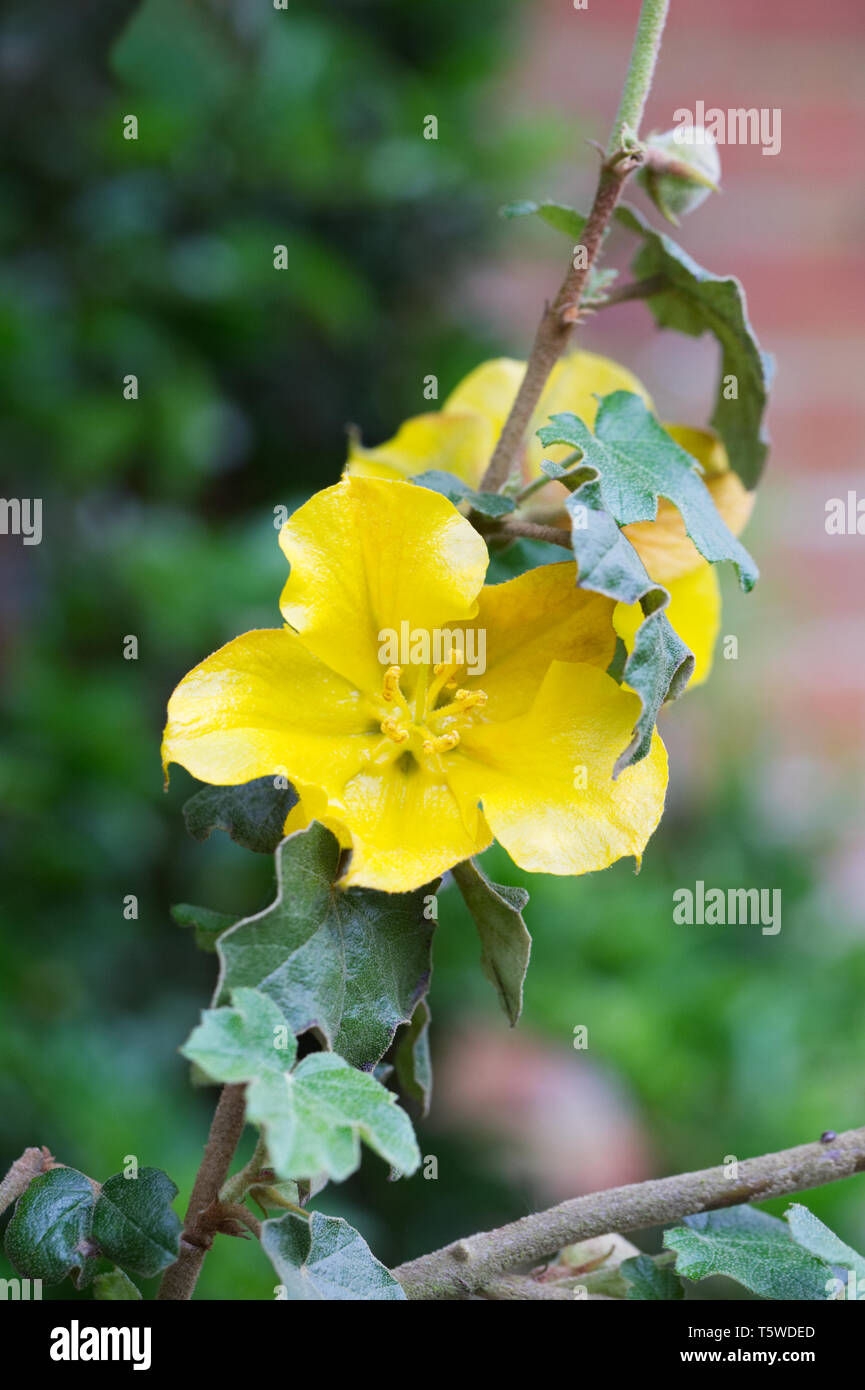 Fremontodendron 'California Glory' flower. Stock Photo