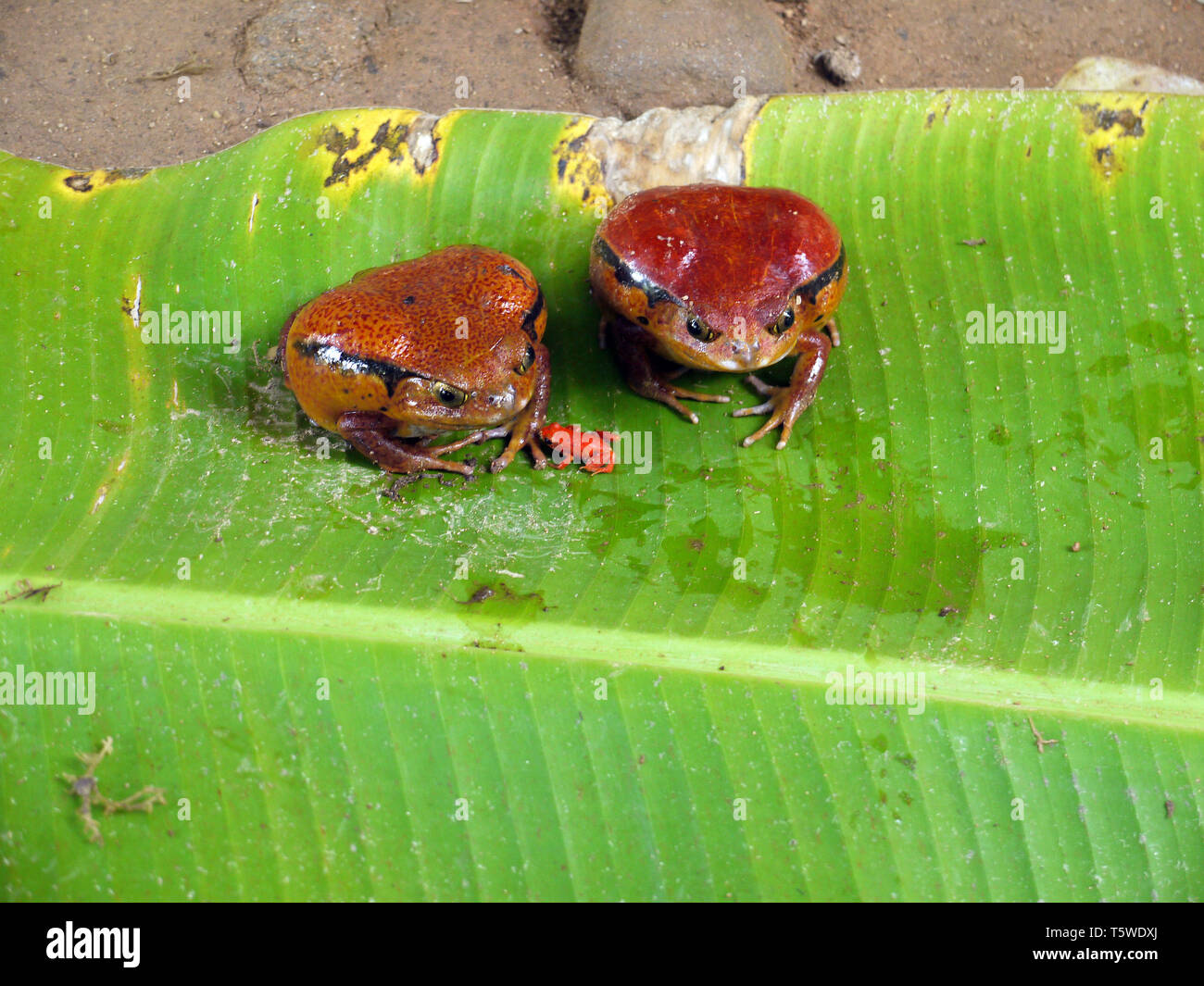 Two large red frogs with a tiny frog on a banana leaf, in Madagascar. Stock Photo