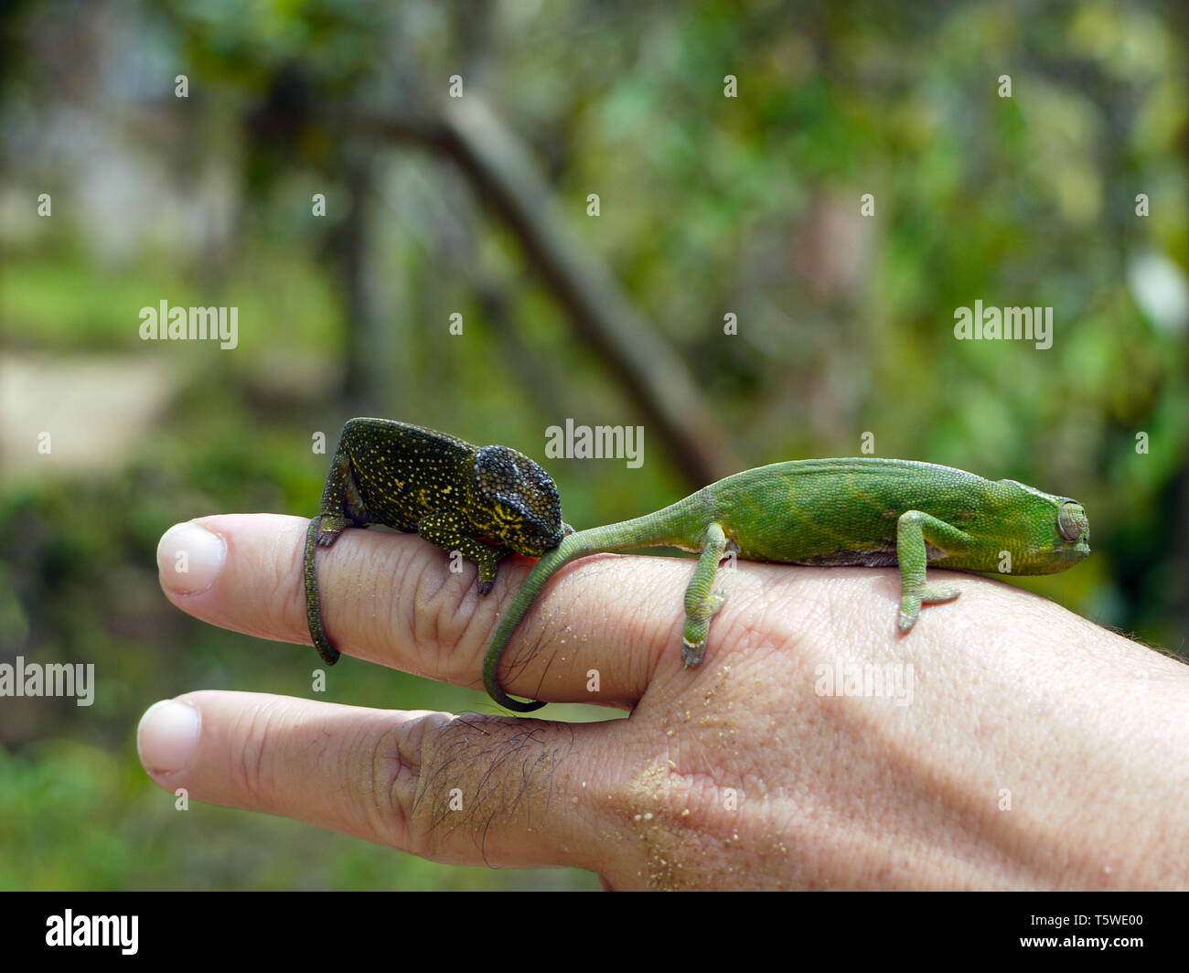 Two small chameleons on a hand, taken in Madagascar. Stock Photo