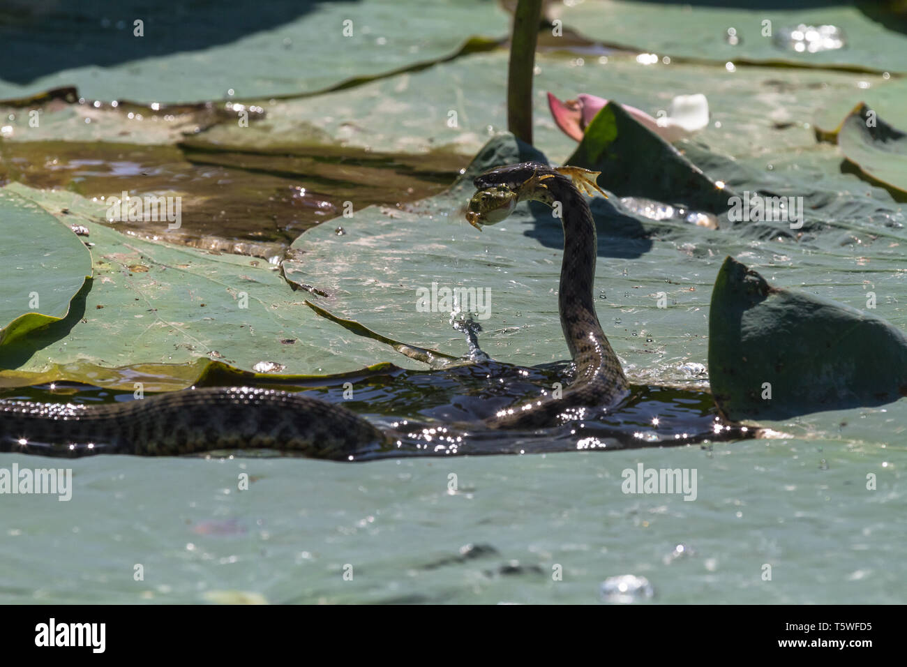 Innocuous snake hunting on the frog. Volga. Russia. Stock Photo