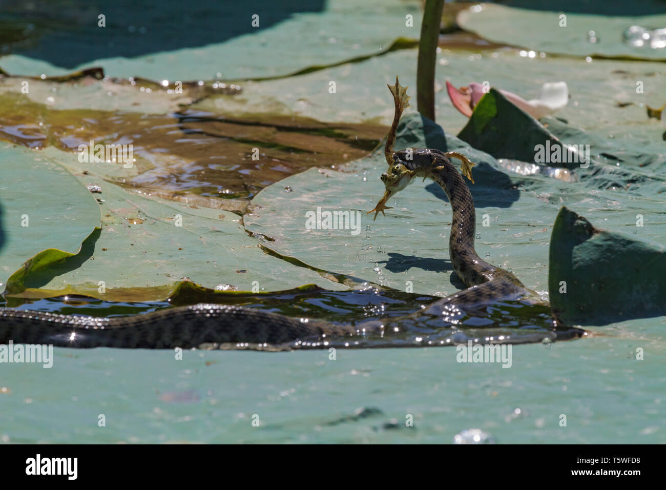 Snake hunting a frog. Volga. Russia. Stock Photo