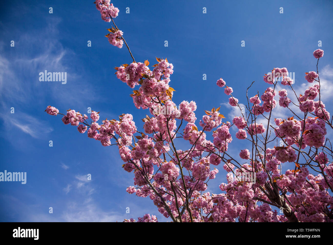 Close up of a cherry blossom tree with a blue sky background Stock ...