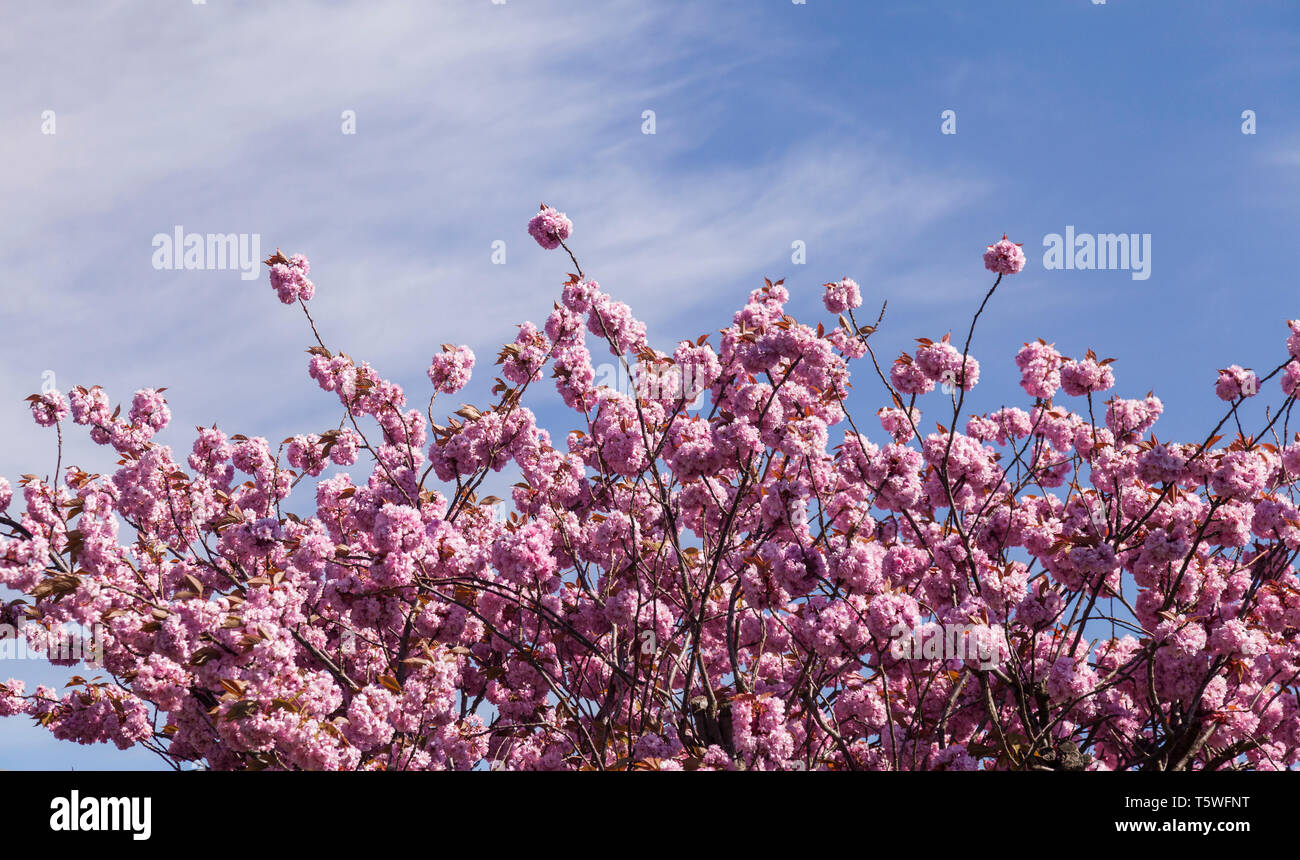 Close up of a cherry blossom tree with a blue sky background Stock ...