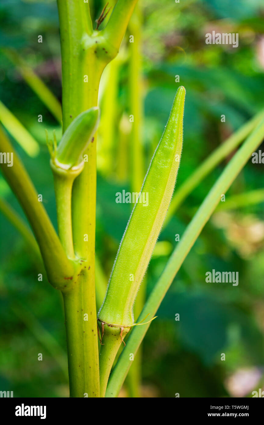 Ladyfinger hi-res stock photography and images - Alamy