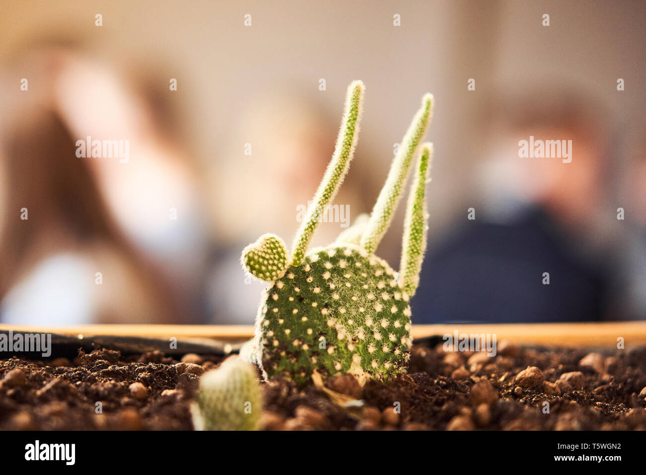 Close up view of green succulent in a clay pot in loft interior in cafe. Image with small field of depth. Stock Photo