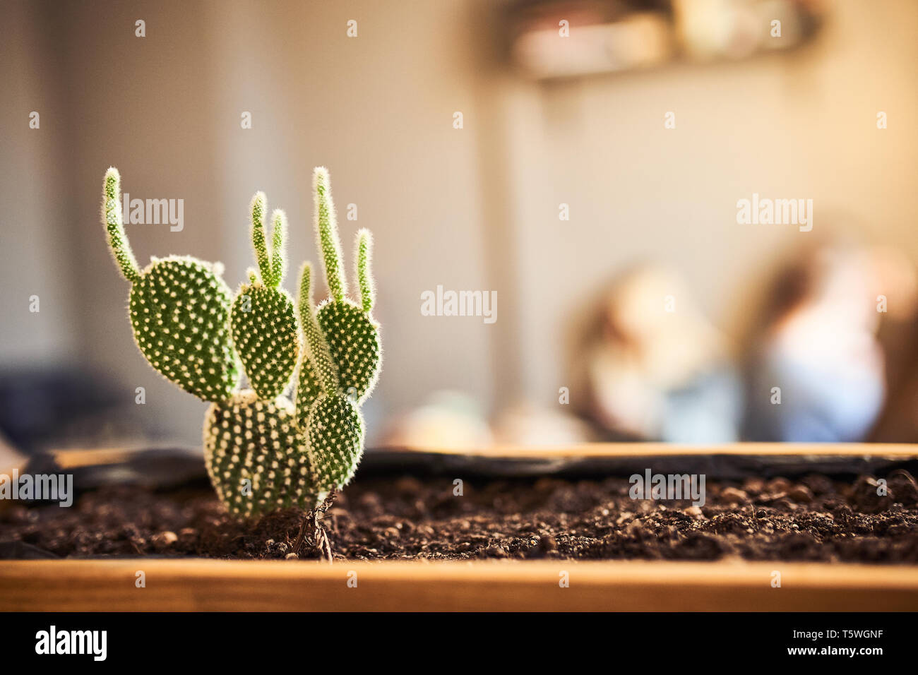 Close up view of green succulent in a clay pot in loft interior in cafe. Image with small field of depth and copyspace for text and design. Stock Photo