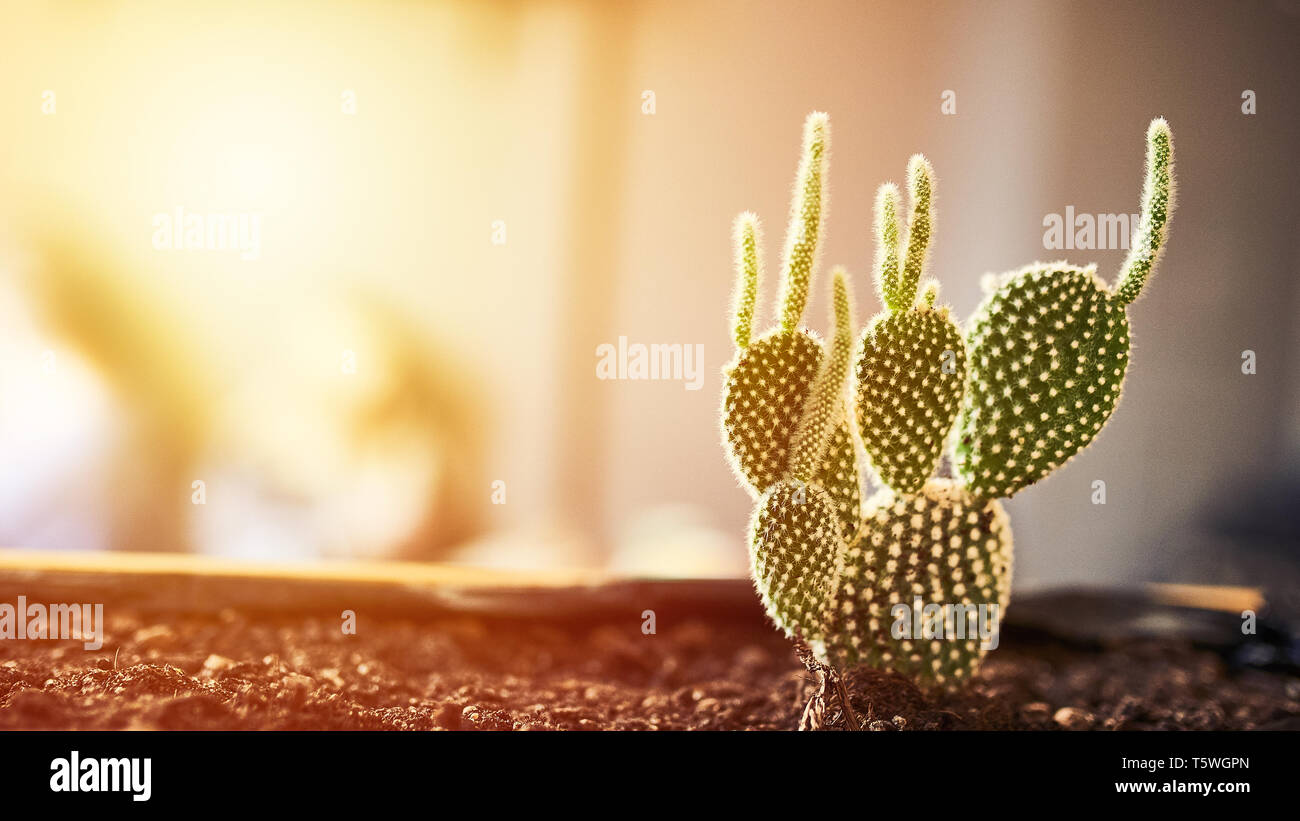 Close up view of green succulent in a clay pot in loft interior in cafe. Image with small field of depth. Photo with copyspace and light flare for tex Stock Photo