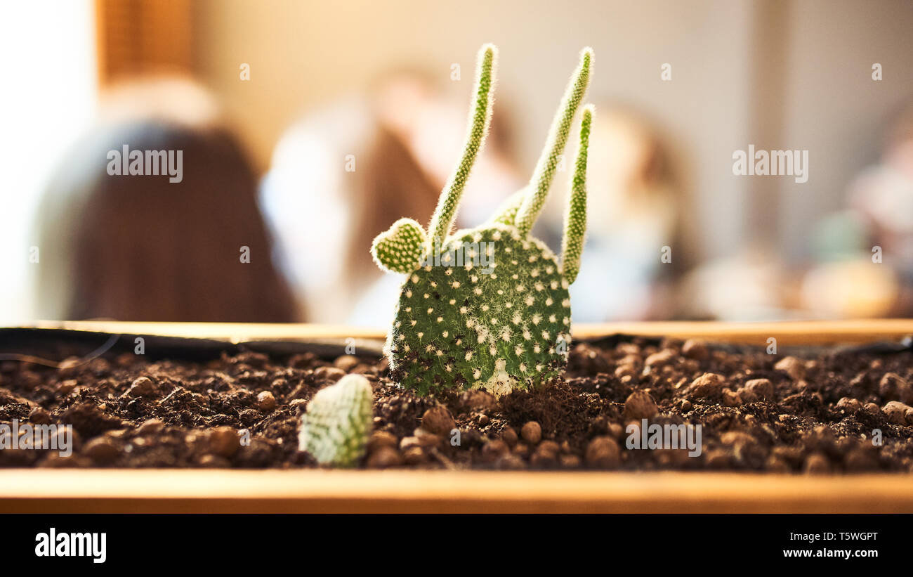 Close up view of green succulent in a clay pot in loft interior in cafe. Image with small field of depth and copyspace for text and design.Banner 16 i Stock Photo