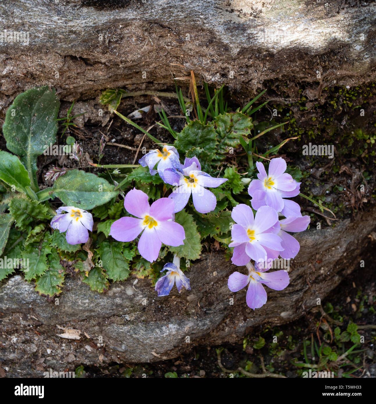 Wild Edgeworth's primrose Primula edgeworthii growing in a cool shady crevice in the Pindar Valley of Uttarakhand Himalayas Northern India Stock Photo