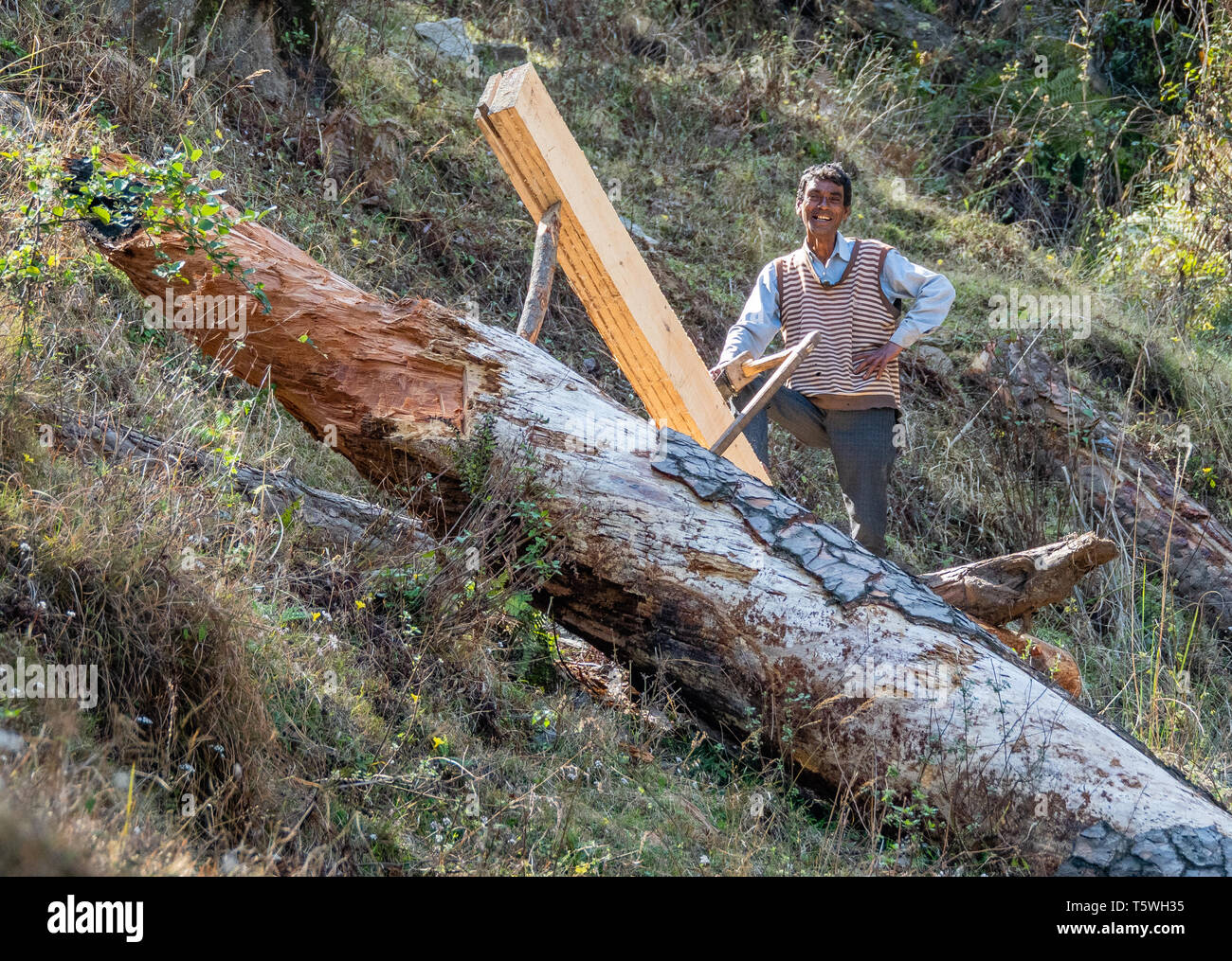 Happy smiling man sawing floorboards by hand from a felled forest tree in the Binsar valley of Uttarakhand Northern India Stock Photo