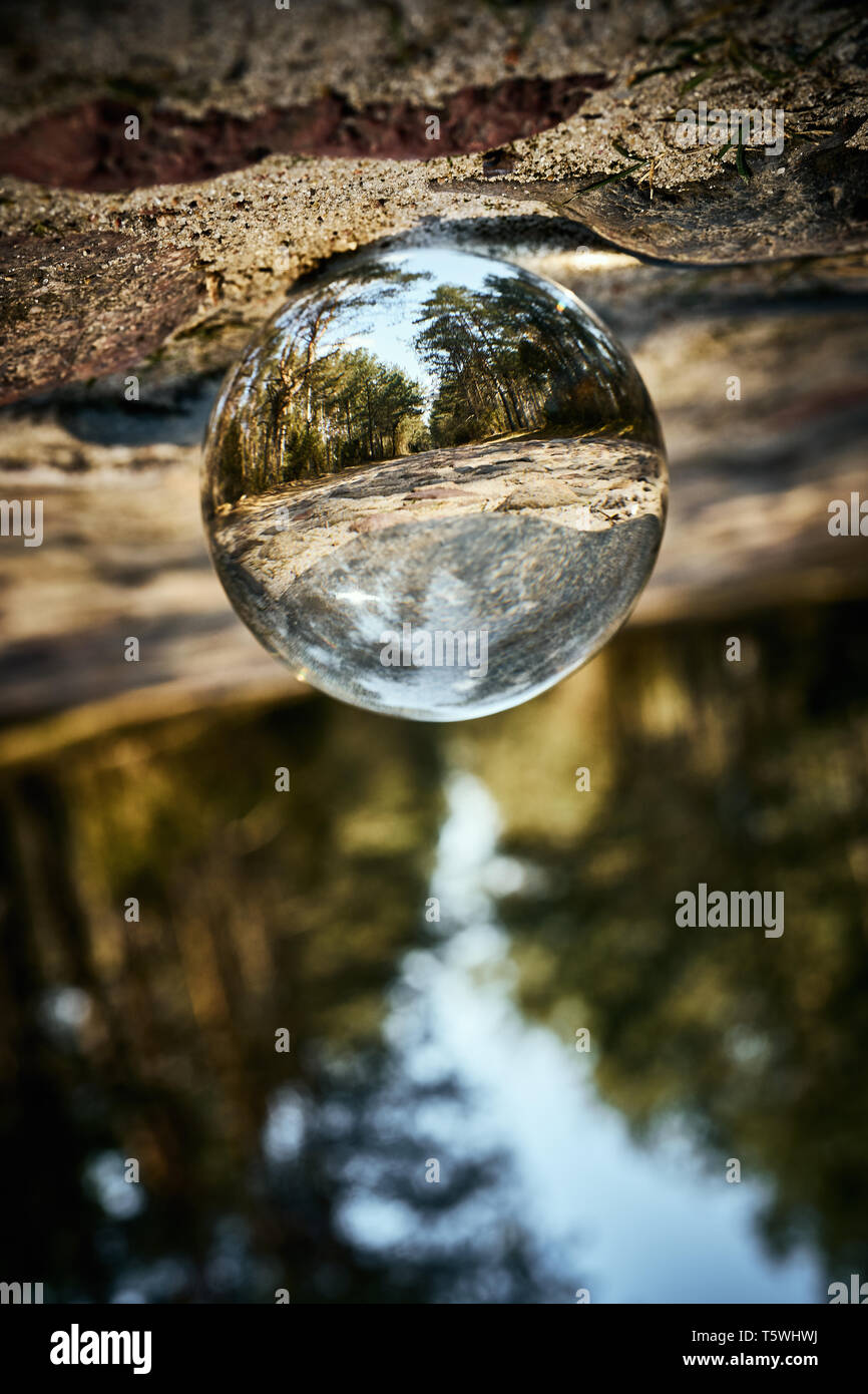 Upside down landscape of beautiful sunny forest Stock Photo