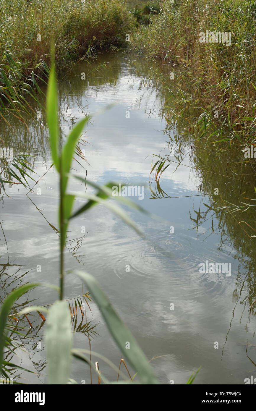 Creek running through marshland. Swamp reeds. Stock Photo