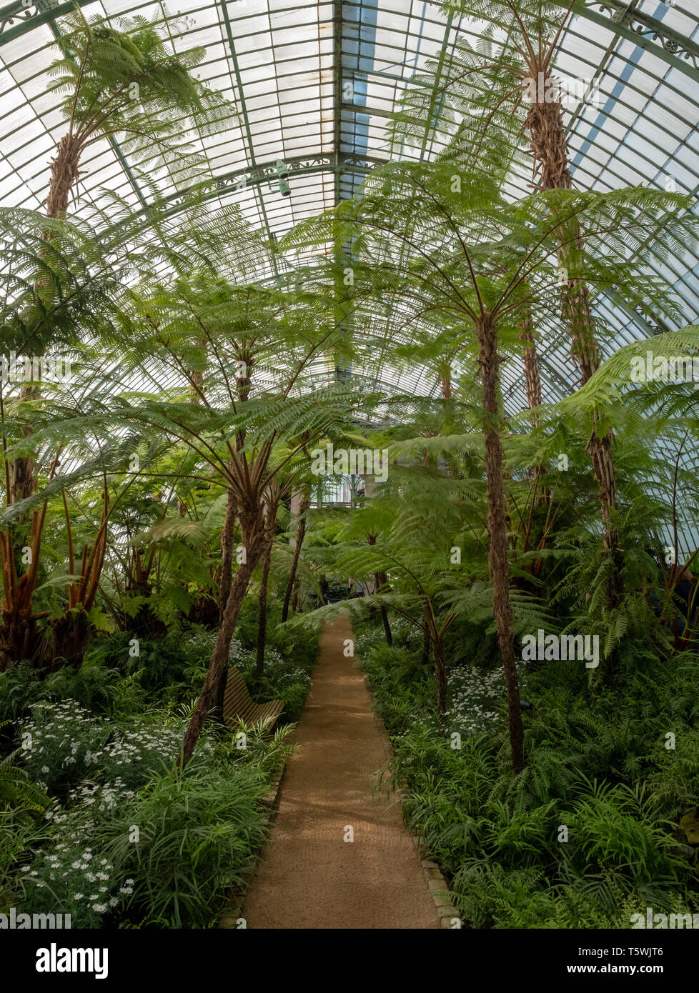 Tropical palms and ferns hi-res stock photography and images - Alamy