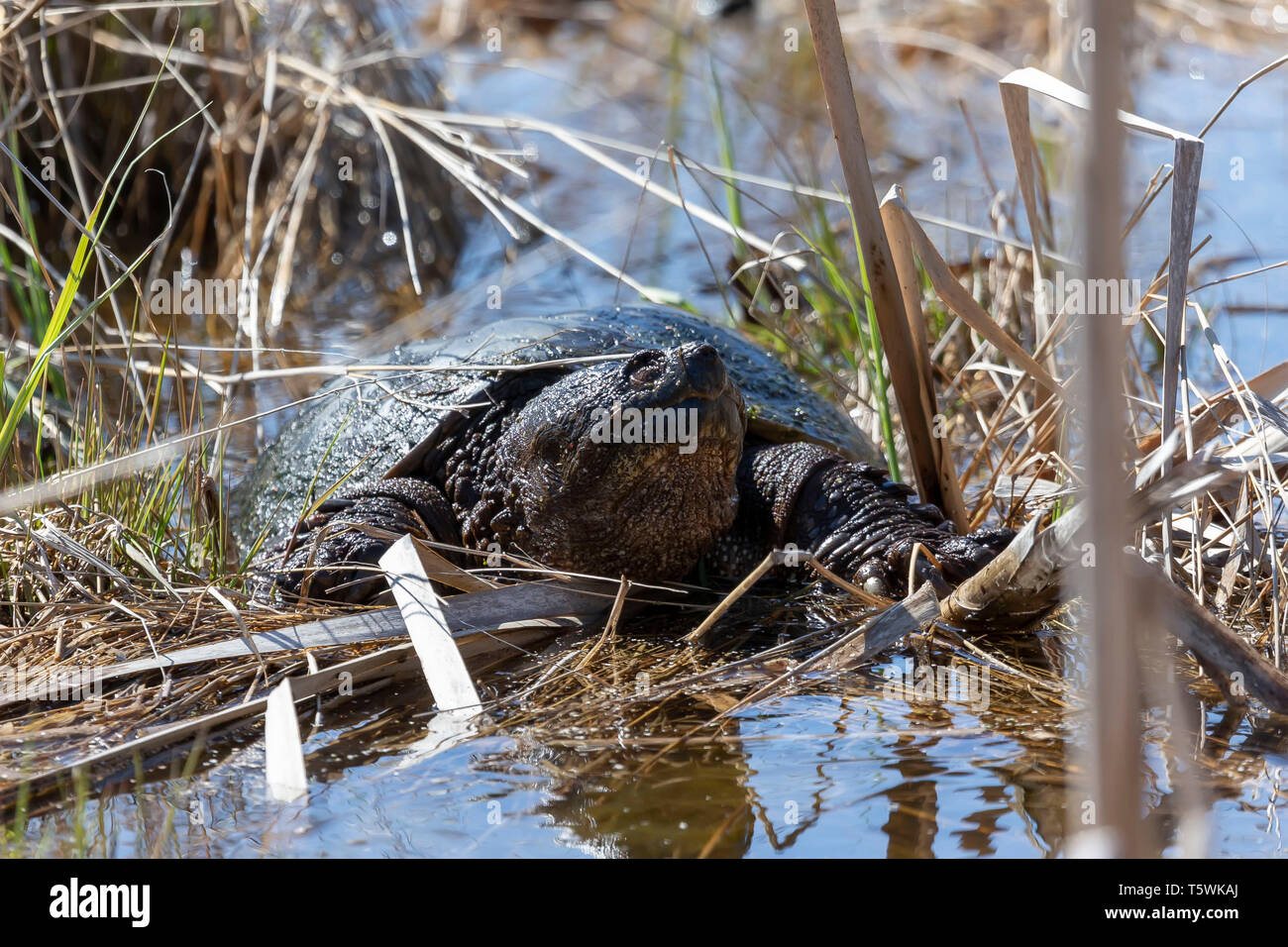 Old Common snapping turtle (Chelydra serpentina) in the conservation wildlife area in Wisconsin. Stock Photo
