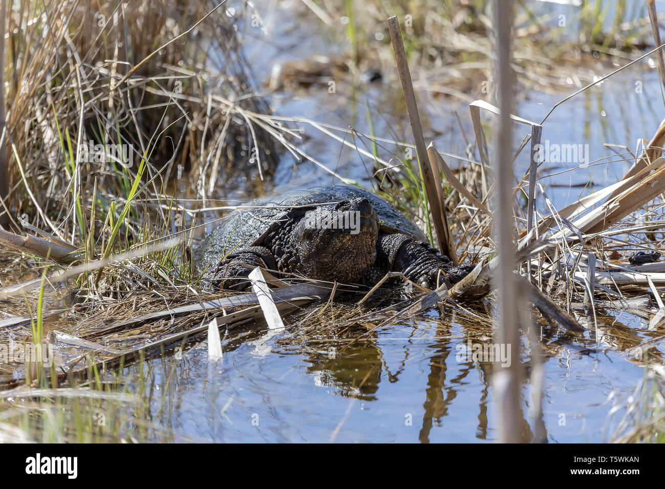 Old Common snapping turtle (Chelydra serpentina) in the conservation wildlife area in Wisconsin. Stock Photo