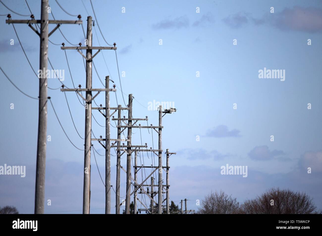Electricity pole with osprey nest in Wisconsin Stock Photo - Alamy