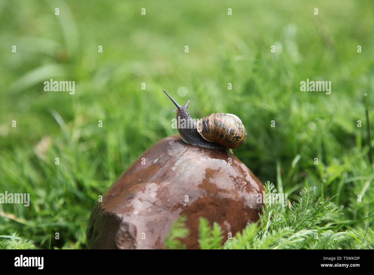 Eye stalks hires stock photography and images Alamy