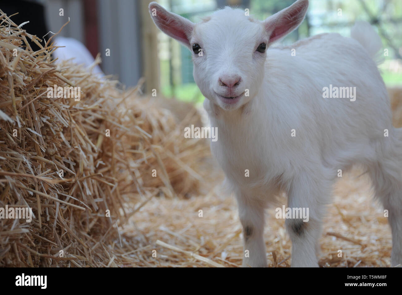 A Young Baby Pygmy Goat Kid Playing In Straw In A Barn Stock Photo