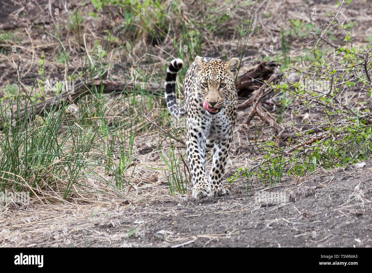 Hunter of africa hi-res stock photography and images - Alamy