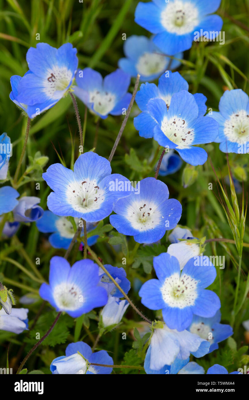 Baby Blue Eyes Nemophila Menziesii Carrizo Plain National Monument California Stock Photo Alamy Baby Blue Eyes Nemophila Menziesii Carrizo Plain National Monument California Stock Photo Alamy
