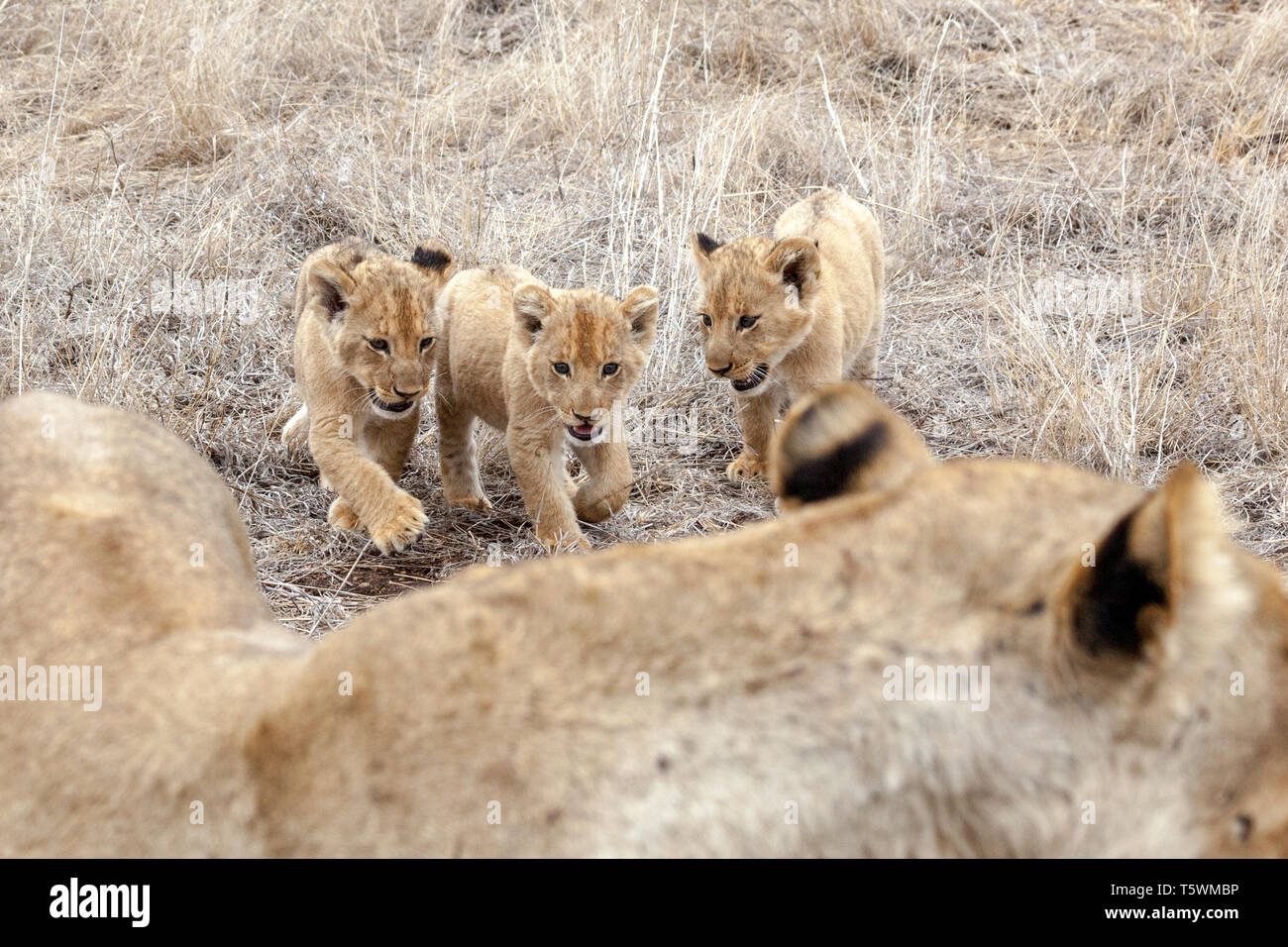 Lion cubs feeding hi-res stock photography and images - Alamy
