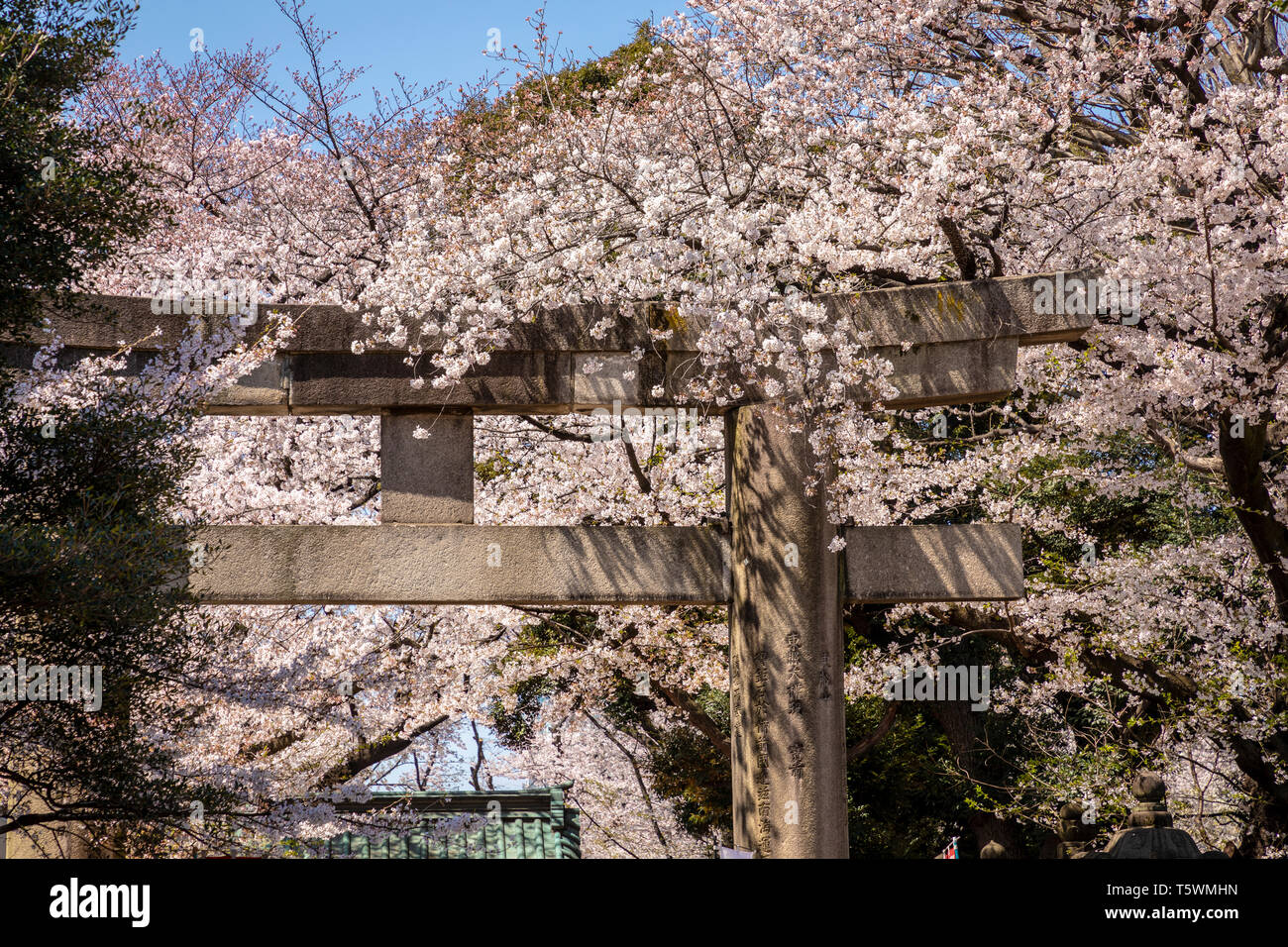 Cherry blossom on Shinto Shrine, Ueno Park, Tokyo, Japan. Stock Photo