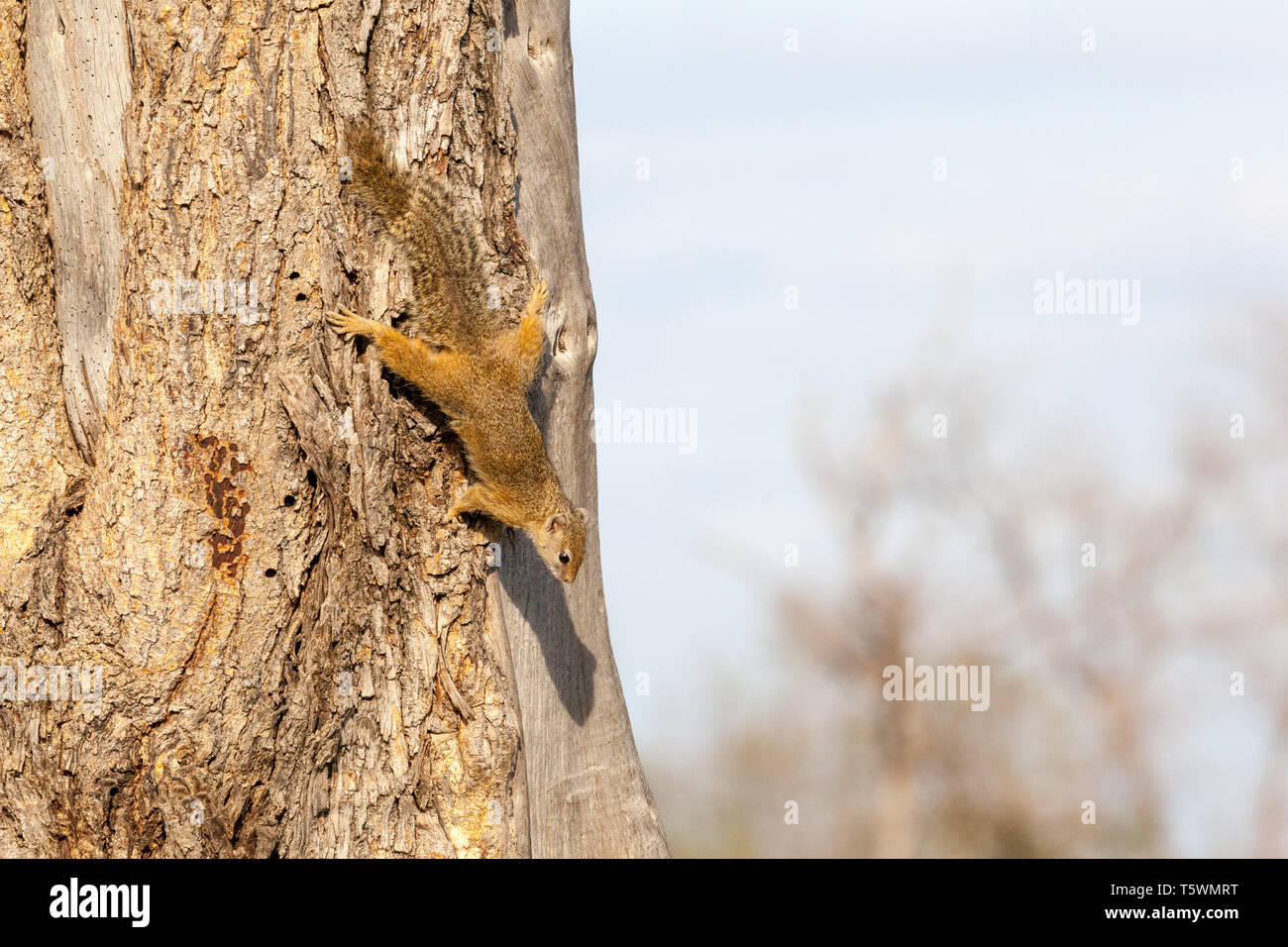 Green bush squirrel hi-res stock photography and images - Alamy