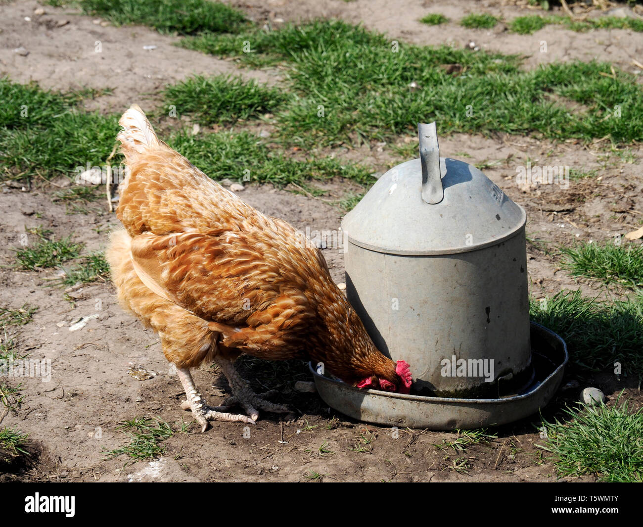 Free range hen chicken drinking from an oldfashioned galvanised steel drinking fountain Stock