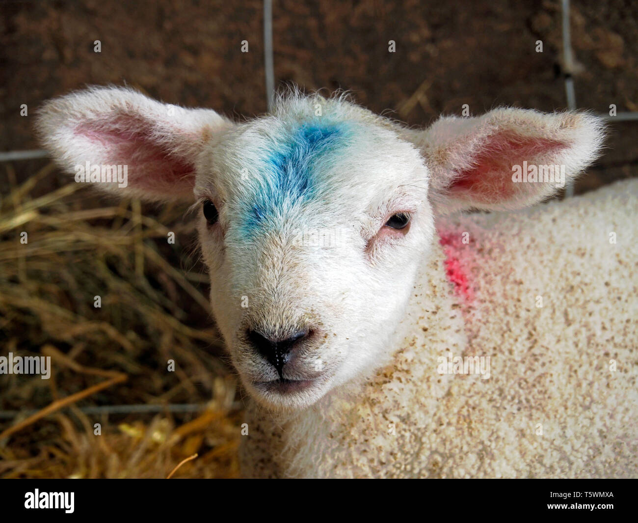 Close-up of the head of a young lamb lying on straw in a barn during lambing season. Barn lambing is easier for the farmer. Stock Photo