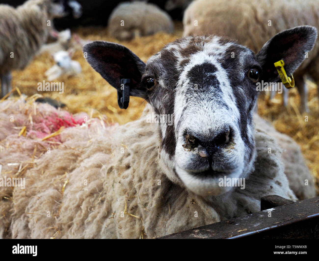 A ewe sheep with black and white markings on her head stares at the camera. The ewe and others are in a barn on straw bedding for lambing. Stock Photo