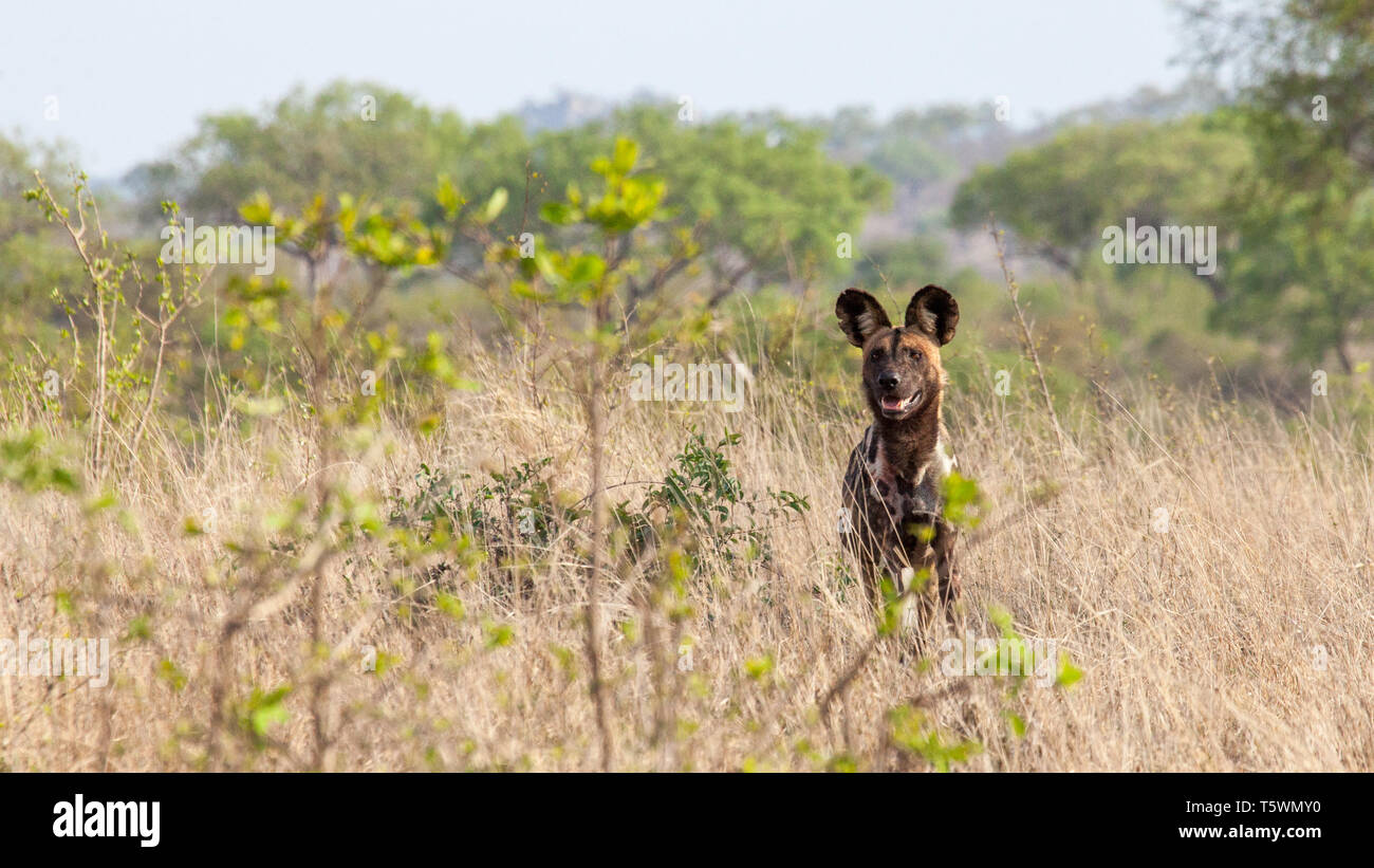 African Wild Dog Painted Dog Stock Photo - Alamy