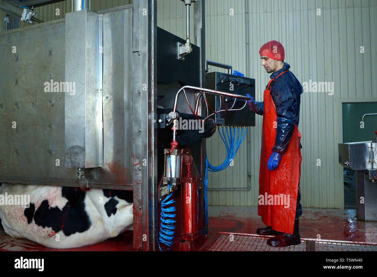At the slaughterhouse. Worker standing in front of a  stunning pen gate, a caw inside the pen after slaughter. April 22, 2019. Kiev, Ukraine Stock Photo