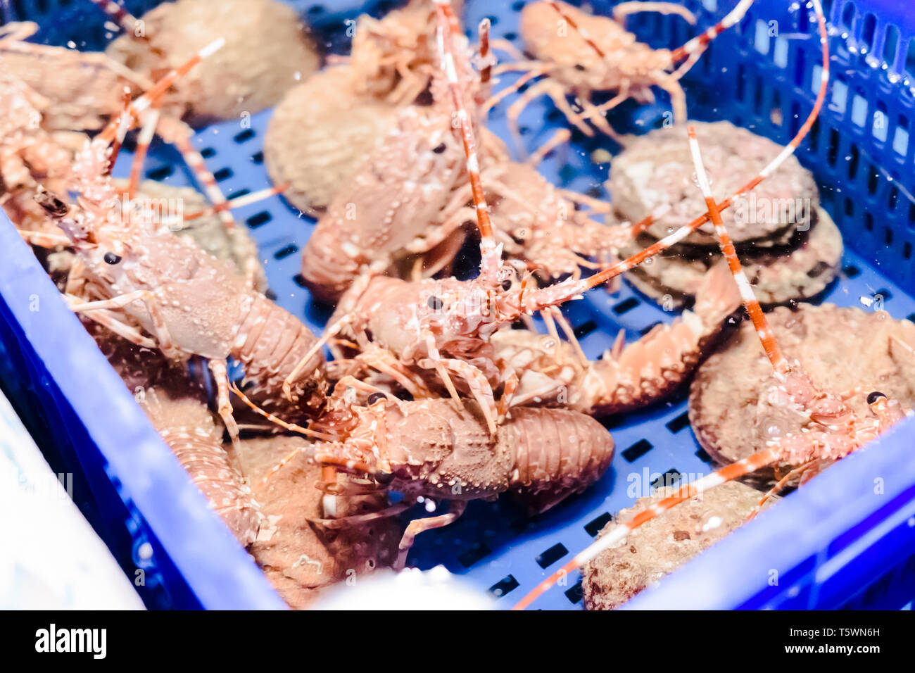 Aquarium in restaurant with living crabs and lobsters Stock Photo - Alamy Live crabs near me