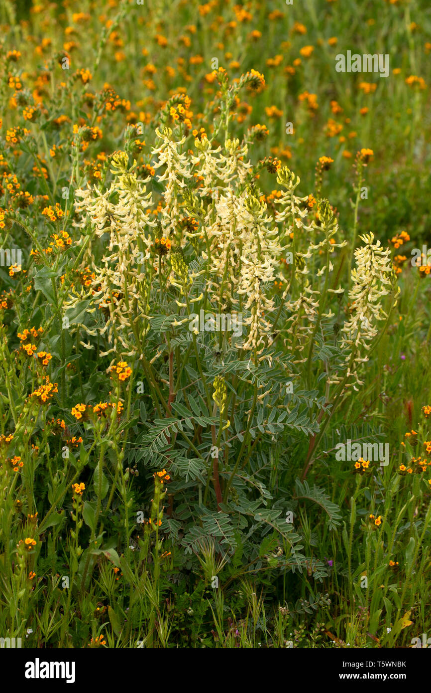 Mt. Diablo Milkvetch (Astragalus oxyphysus), Carrizo Plain National Monument, California Stock Photo