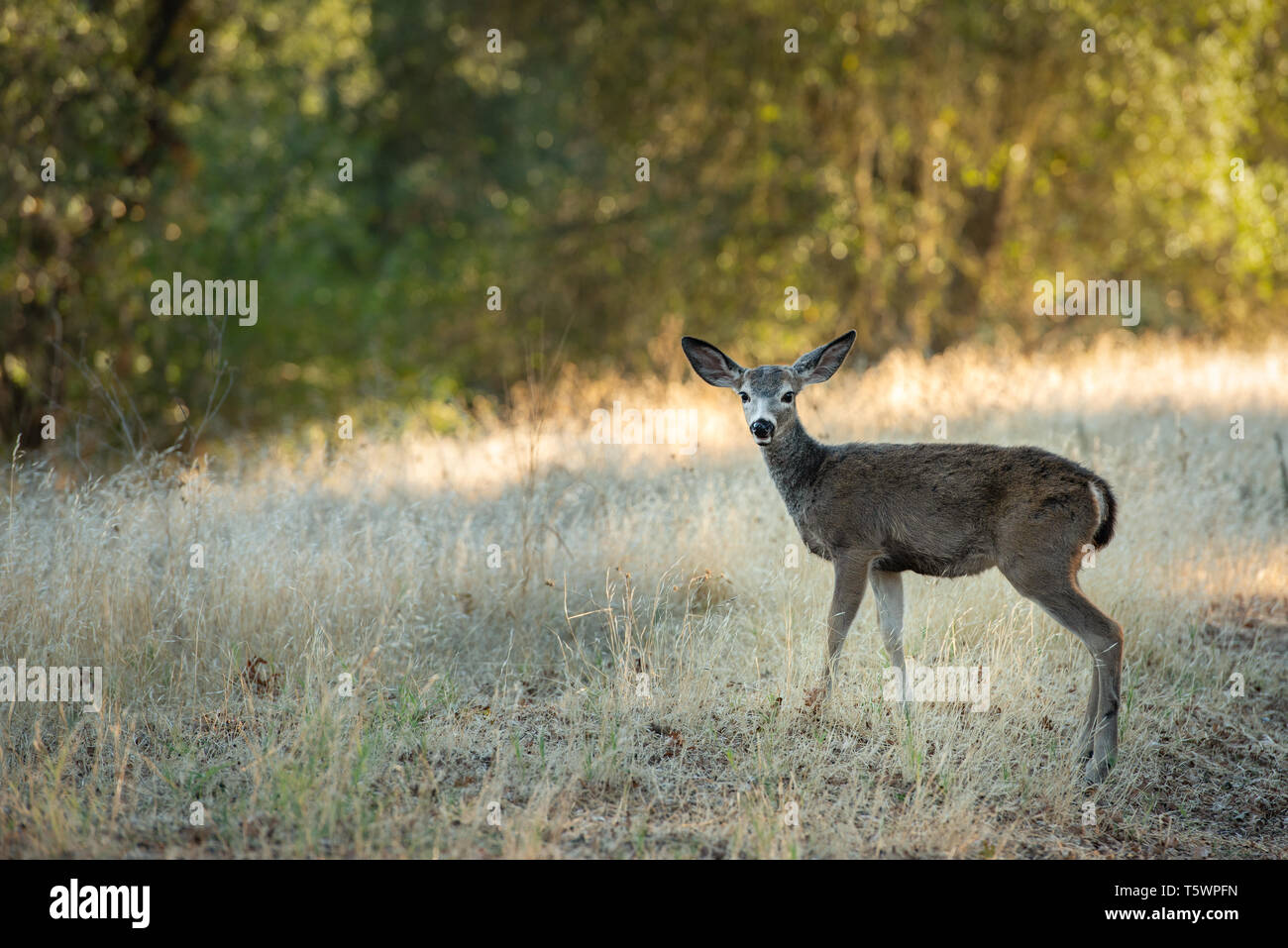 Yong Blacktaile Doe satanding broadside in dry grass surounded by oak woodlands looking at camera. Stock Photo