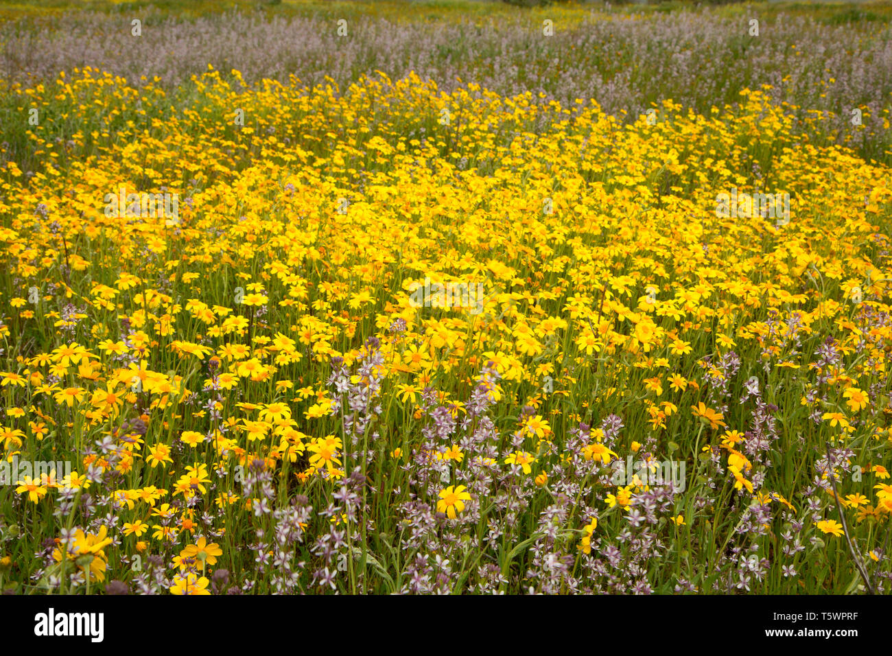 Lemmon's Mustard (Caulanthus anceps) in Common Hillside Daisy (Monolopia lanceolata), Carrizo Plain National Monument, California Stock Photo