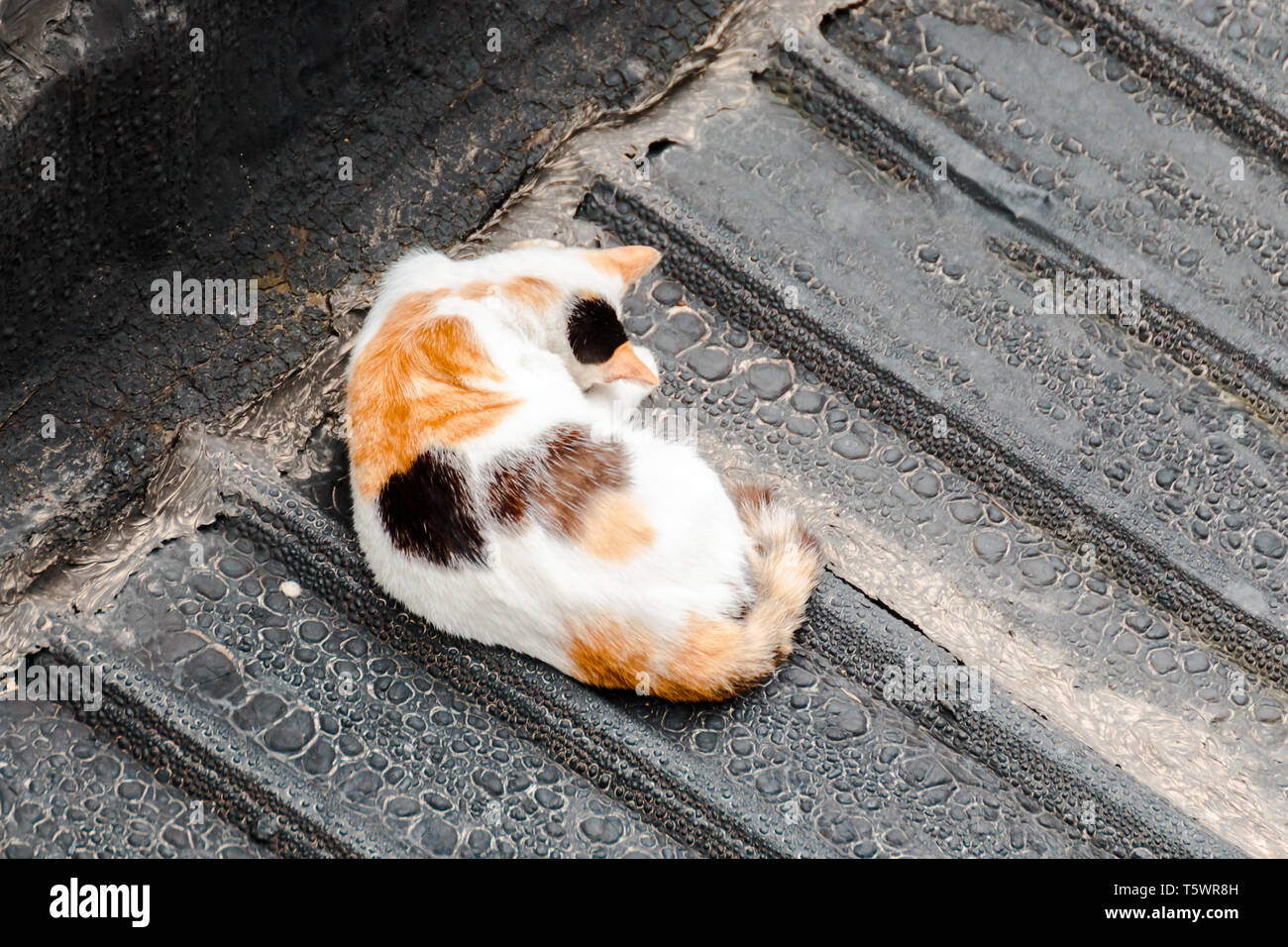 Portrait Of White Cat With Orange And Brown Dot Lying On Top Of A