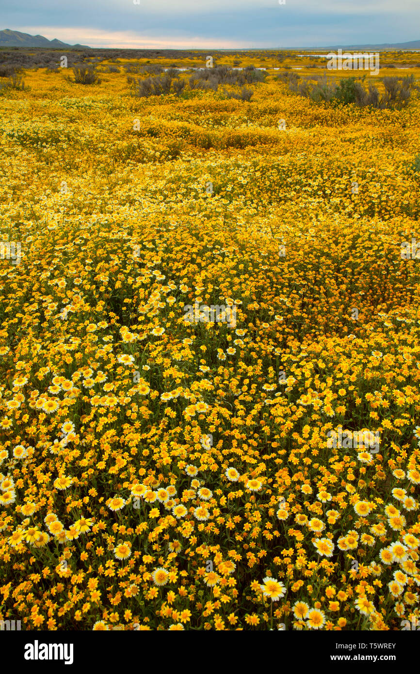 Tidytips with goldfields, Carrizo Plain National Monument, California ...