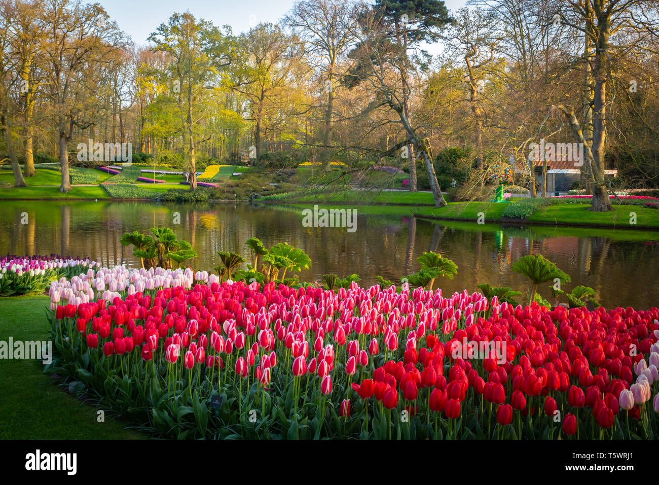spring time tulips in Dutch tulip garden in The Netherlands Stock Photo
