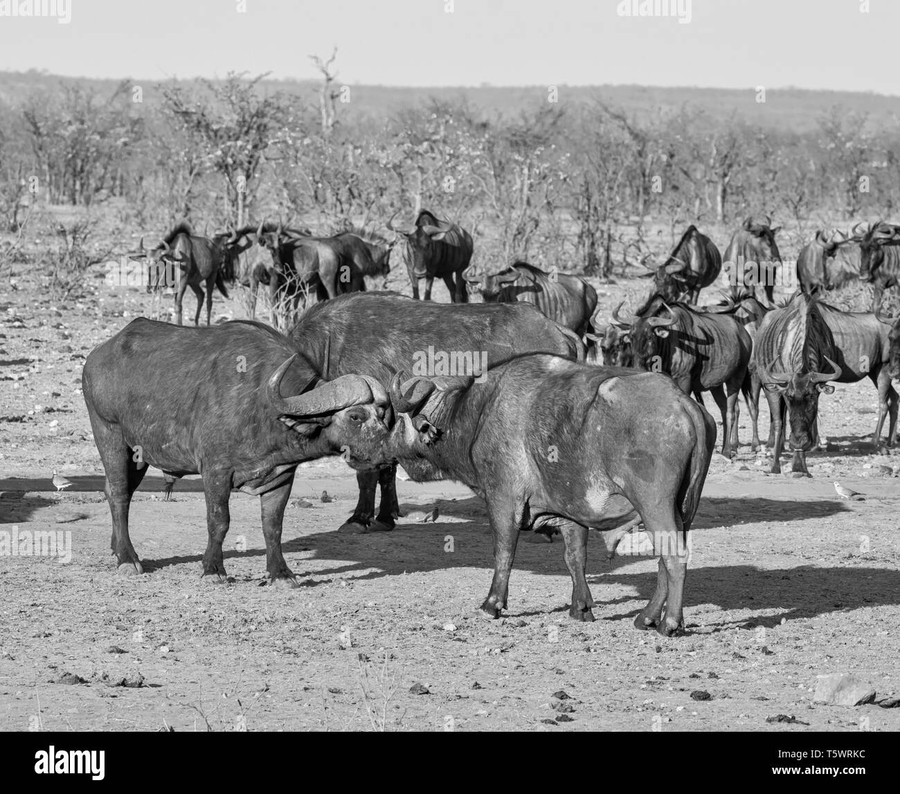 Cape Buffalo at a busy watering hole in Southern African savanna Stock Photo Alamy