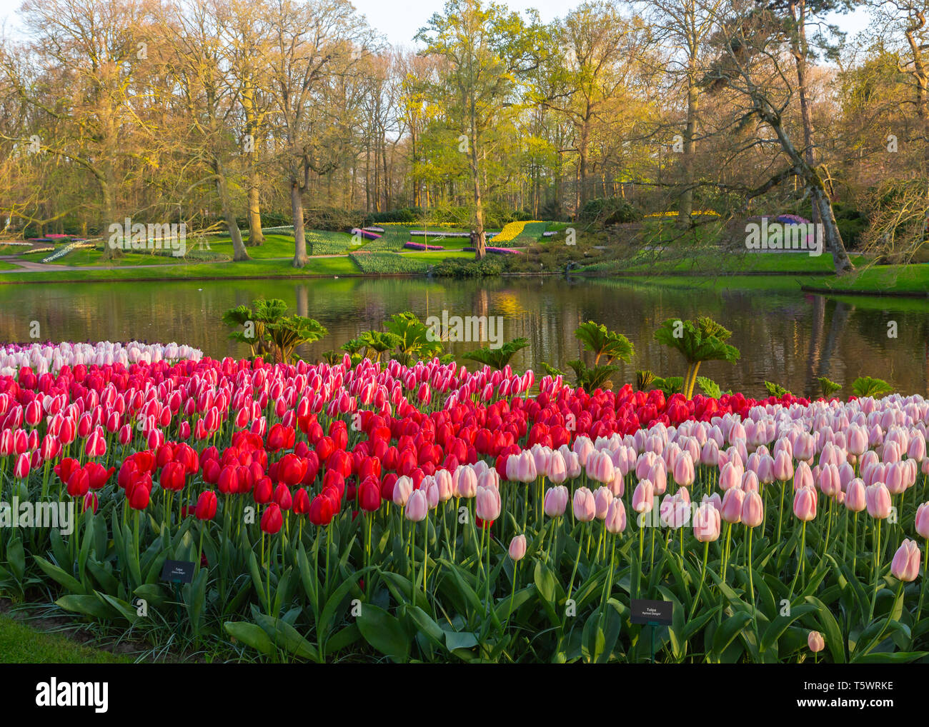 spring time tulips in Dutch tulip garden in The Netherlands Stock Photo