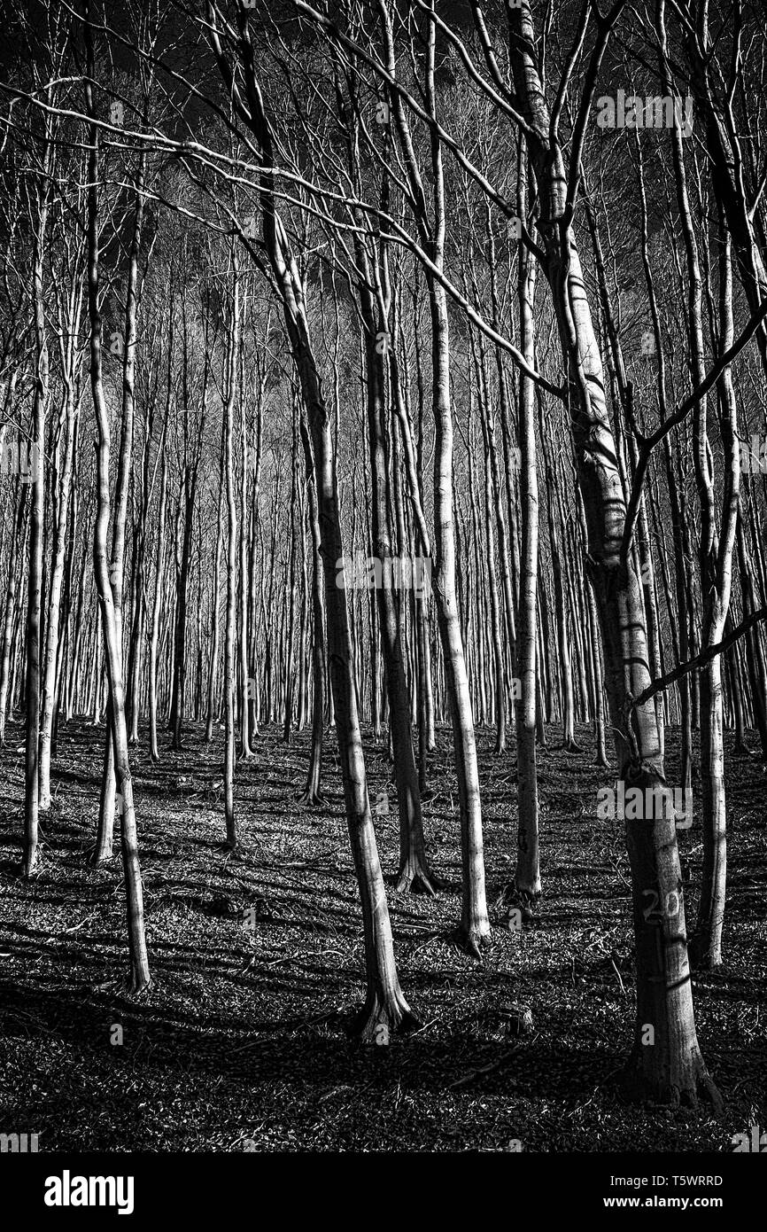 The Bükk Plateau in the Bükk National Park, Hungary Stock Photo