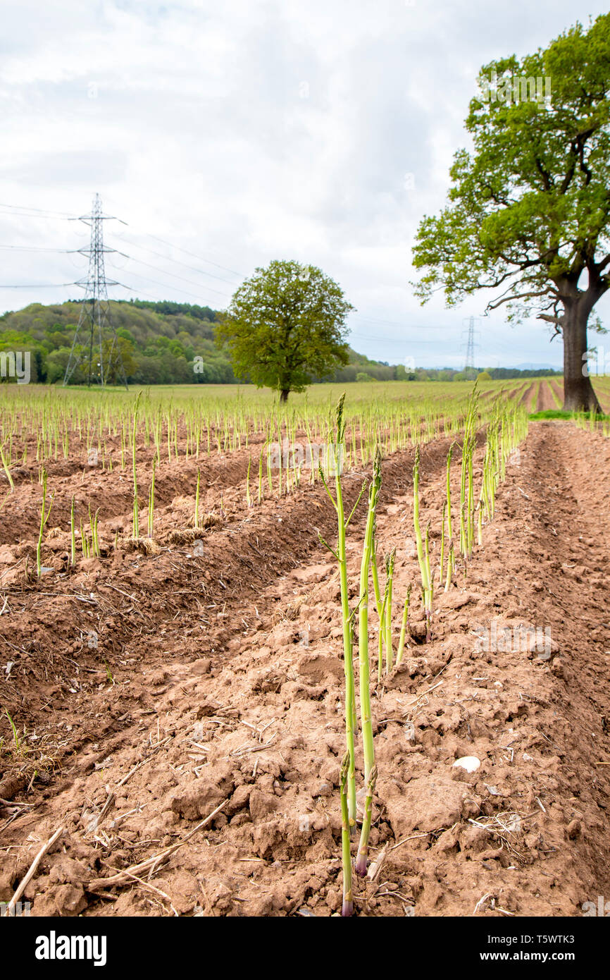 Portrait photograph of asparagus vegetable (asparagus officinalis) growing in a UK field in spring. Stock Photo