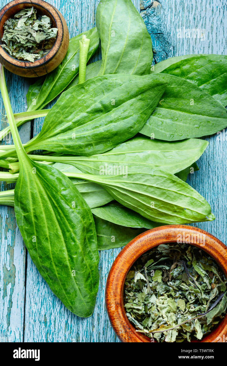 Leaf of greater plantain.Healing herbs.Green leaves of Plantago major Stock Photo