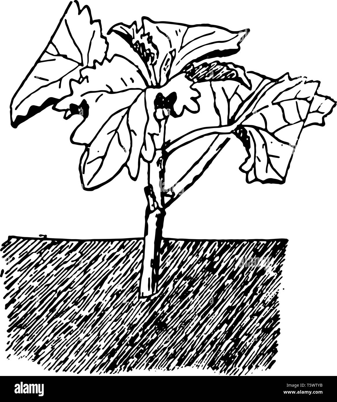 This illustration represents Cutting of soft growing wood vintage line